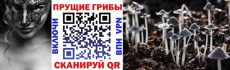 Псилоцибиновые грибы Psilocybine cubensis  купить  сайты  OMG вход  Донской 